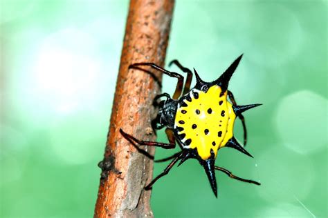 spiny orb weaver spider poisonous.